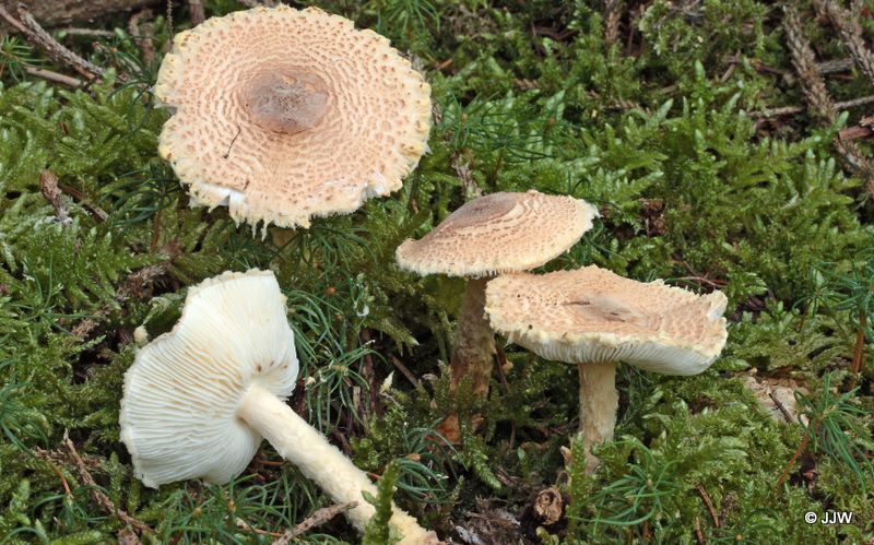 Lepiota ventriosopora